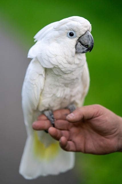 white-cockatoo-7985434_640