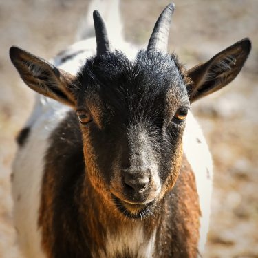 goat-4427936_1280